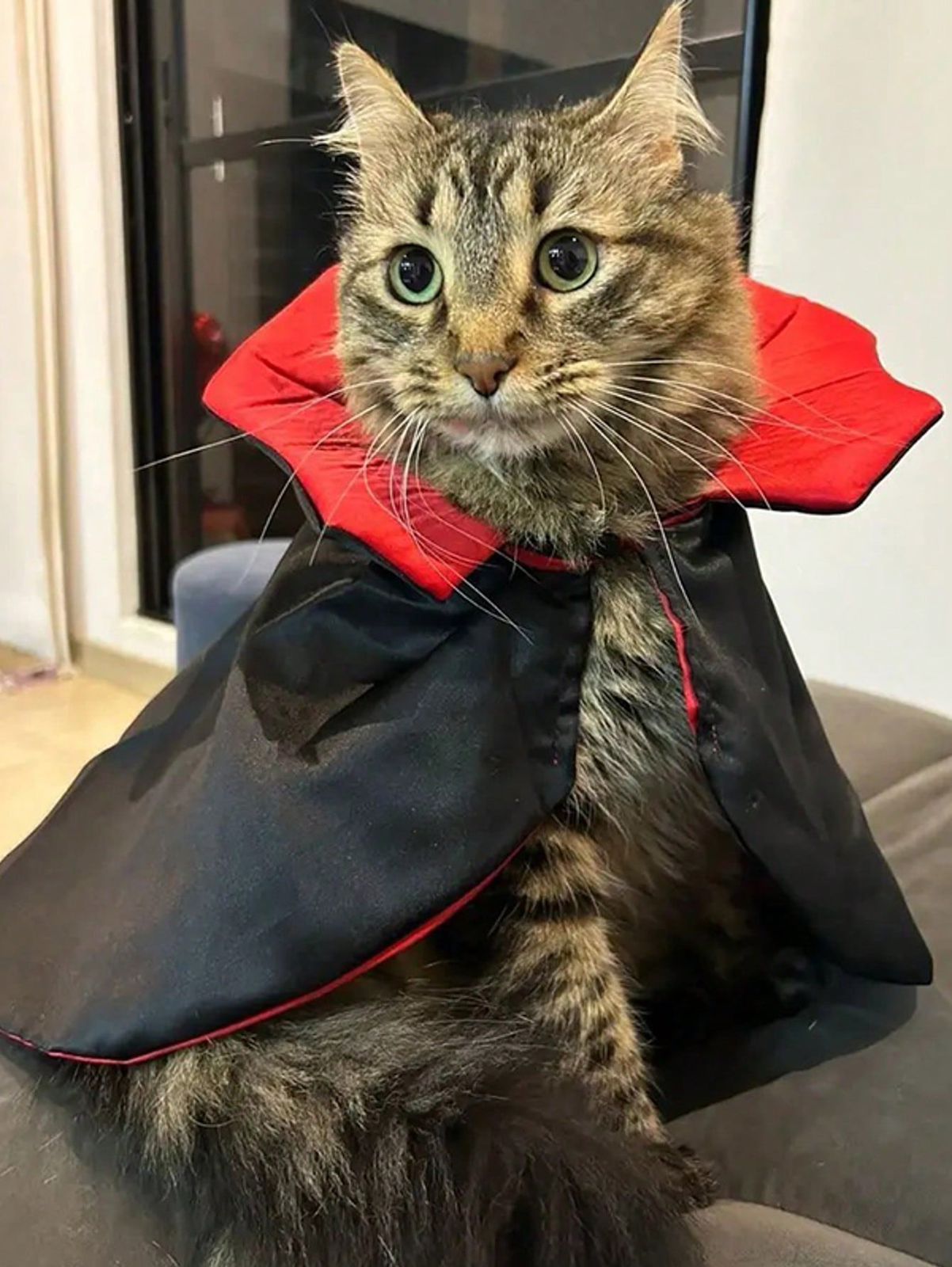 COD 0184 -  DISFRAZ DE VAMPIRO PARA GATO